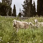 Alkis Farm And
