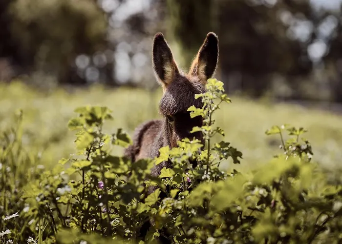 Alkis Farm And 度假居 *