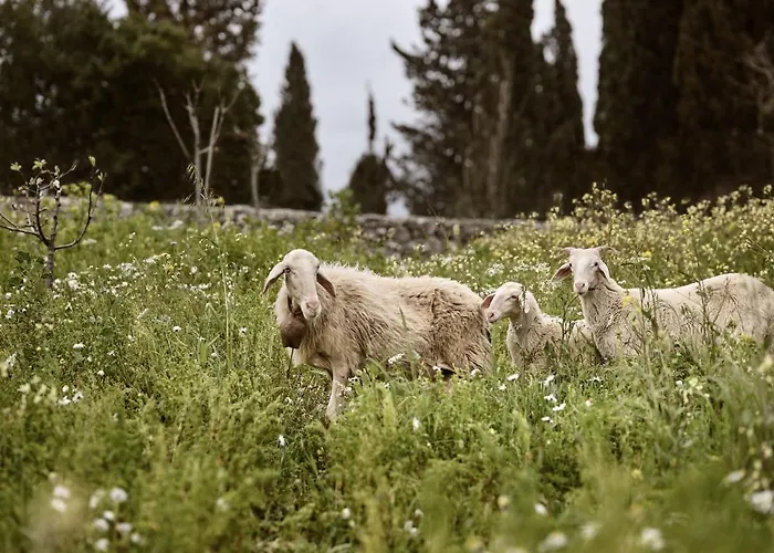 Alkis Farm And