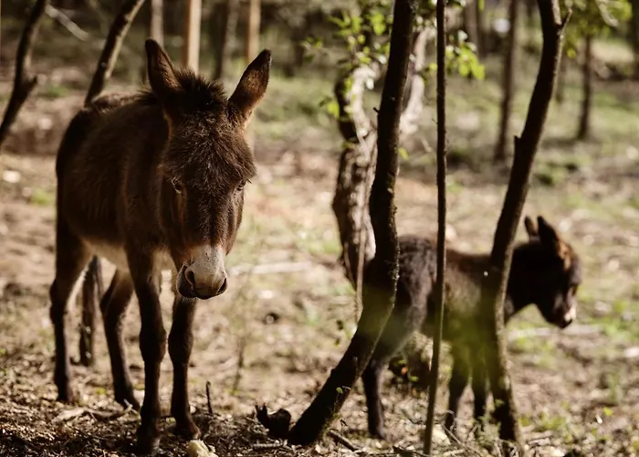 Alkis Farm And 度假居 *