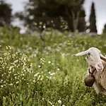 Alkis Farm And
