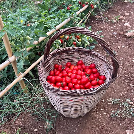 Alkis Farm And Holiday home *